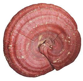 Steam官方动手 将大批阿根廷跨区用户强制转回国区